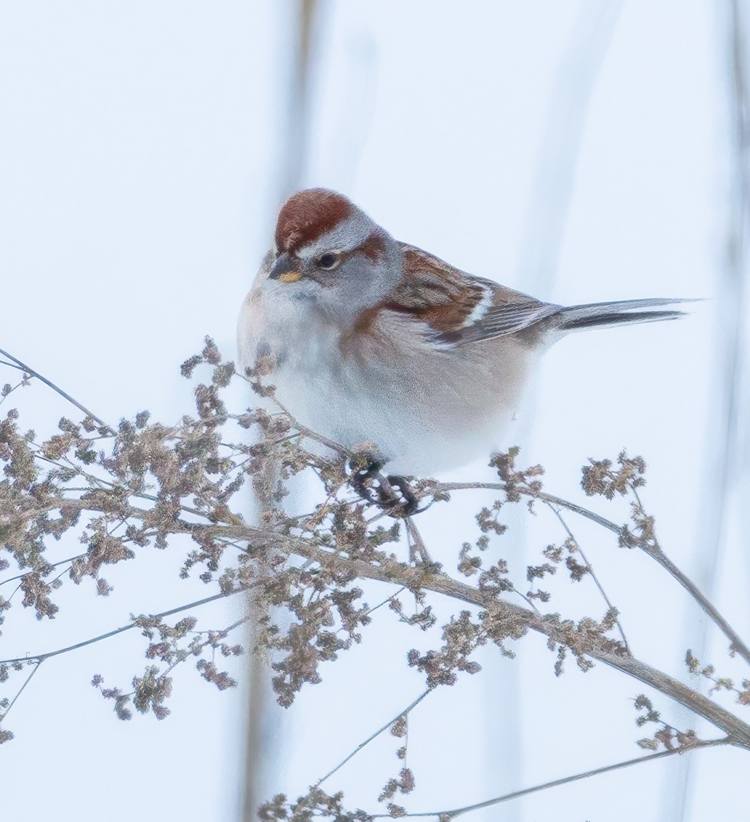 Bruant hudsonien - ML646560492