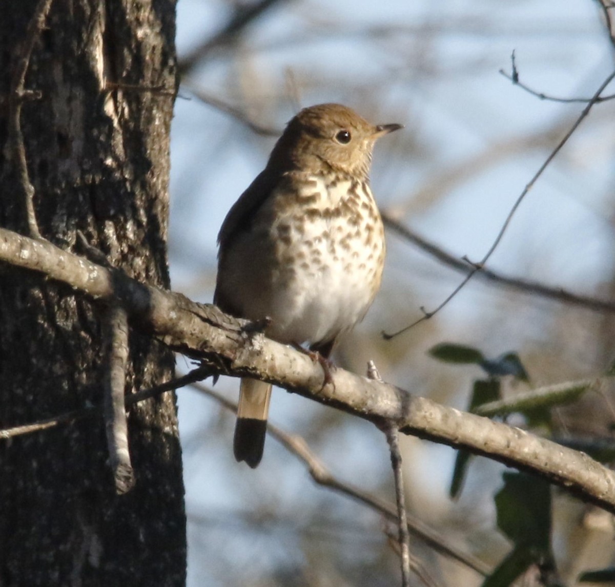 Дрізд-короткодзьоб плямистоволий - ML646560494