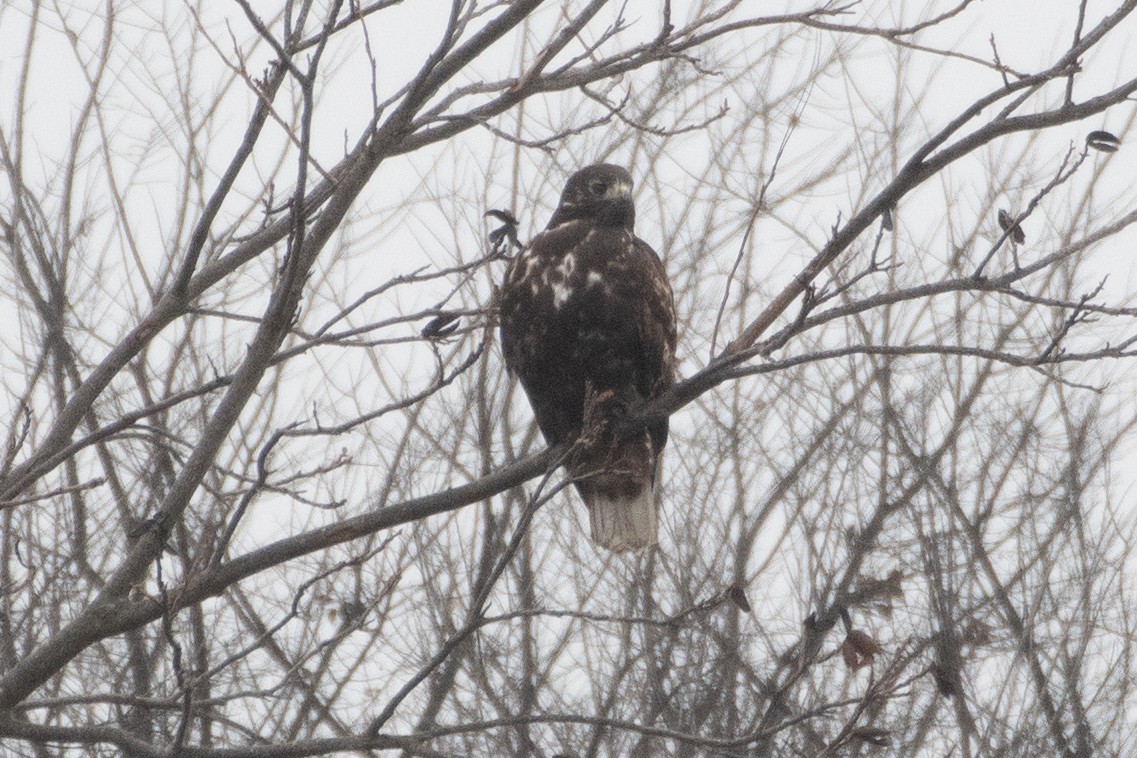 Red-tailed Hawk (Harlan's) - ML646560495