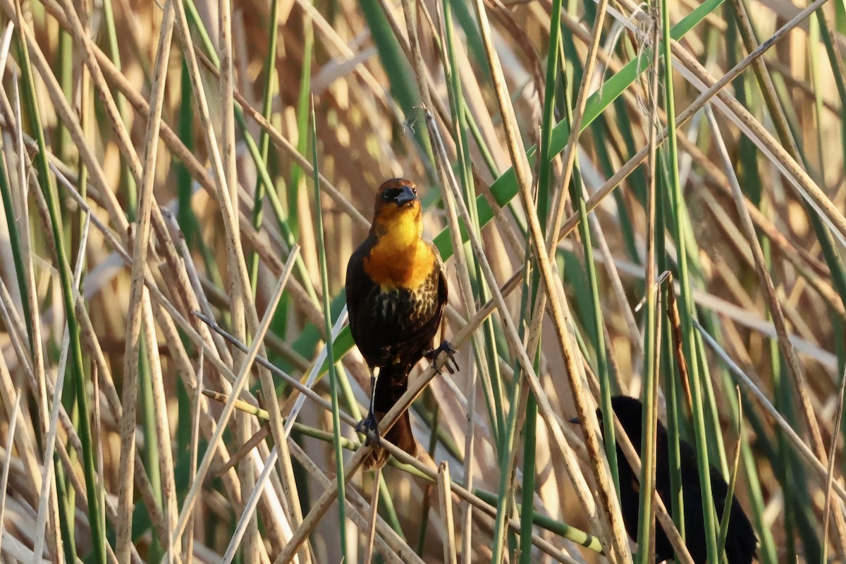 Yellow-headed Blackbird - ML646560496