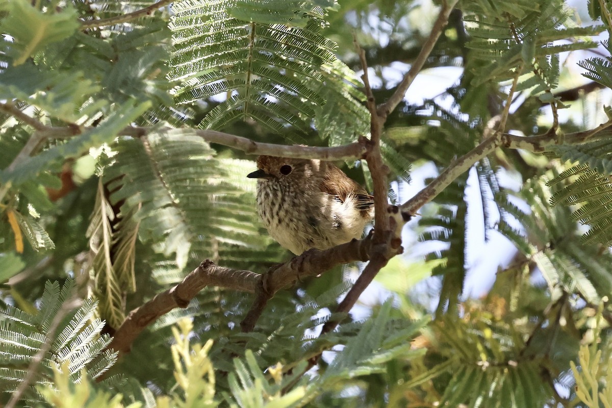 チャイロトゲハシムシクイ - ML646560498