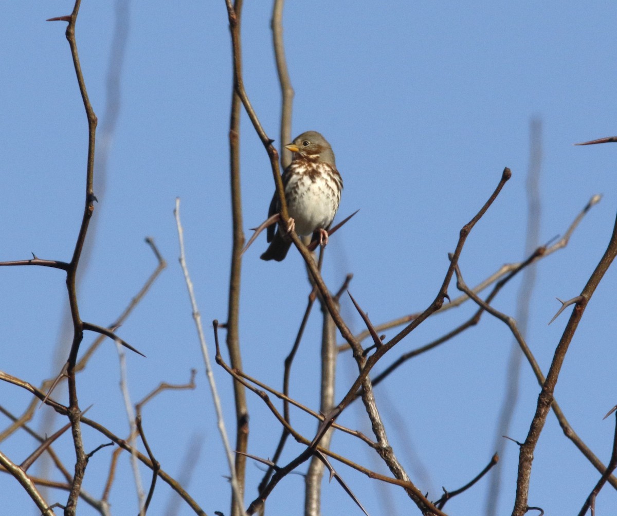 Fox Sparrow - ML646560499