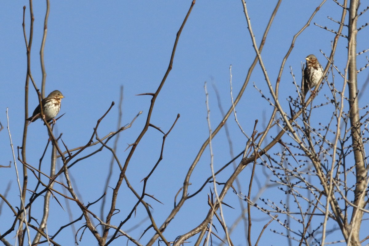 Fox Sparrow - ML646560500