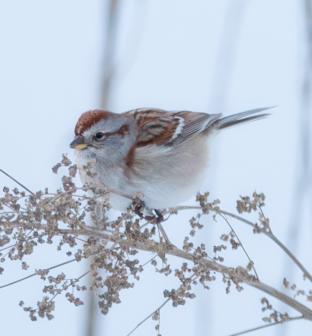 Bruant hudsonien - ML646560501