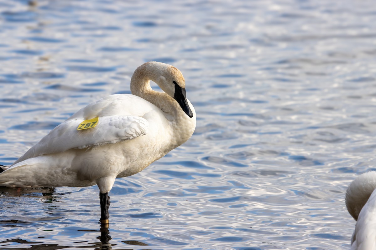 labuť trubač - ML646560502