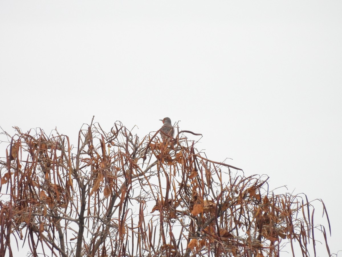 Goldspecht - ML646560506