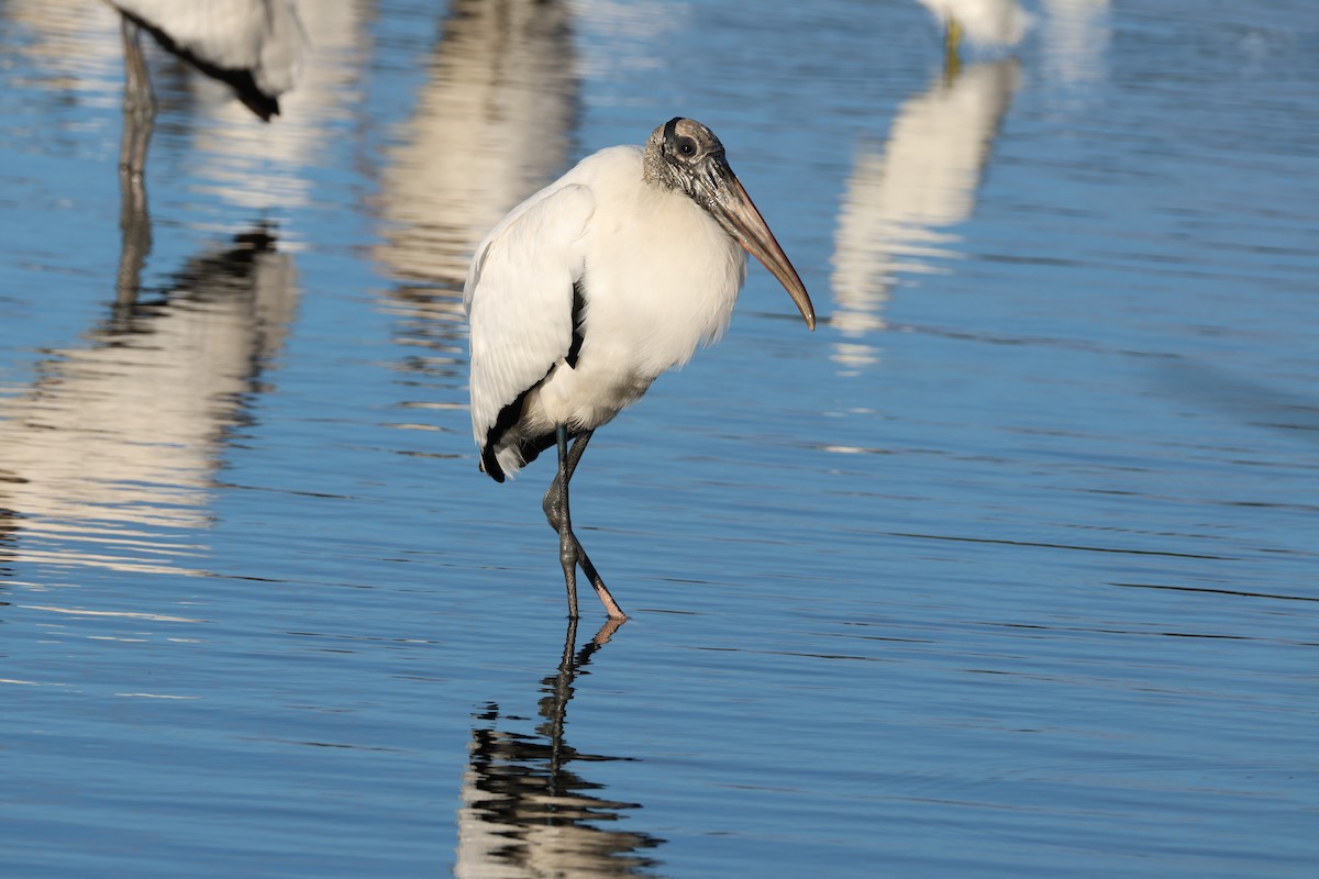 Wood Stork - ML646560509