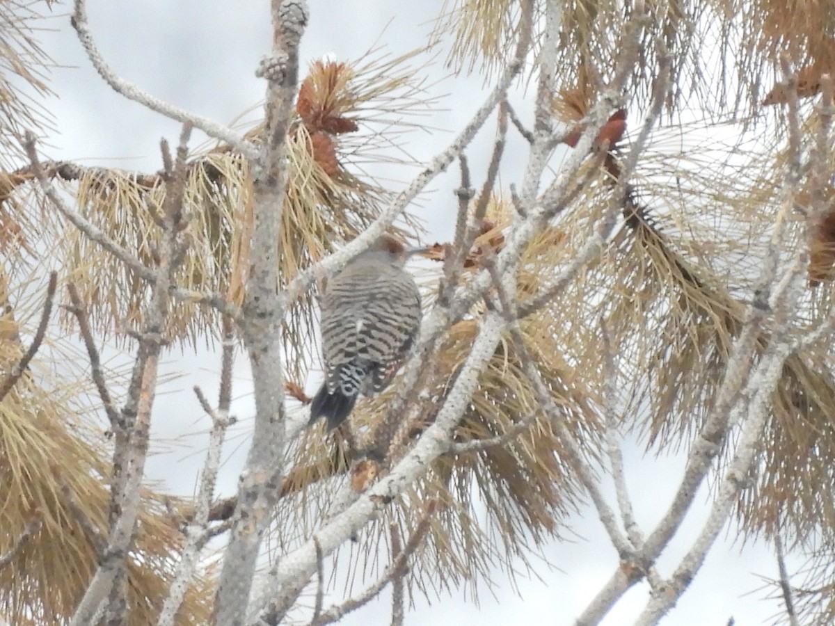 Goldspecht - ML646560511