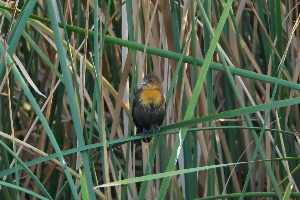 Yellow-headed Blackbird - ML646560514