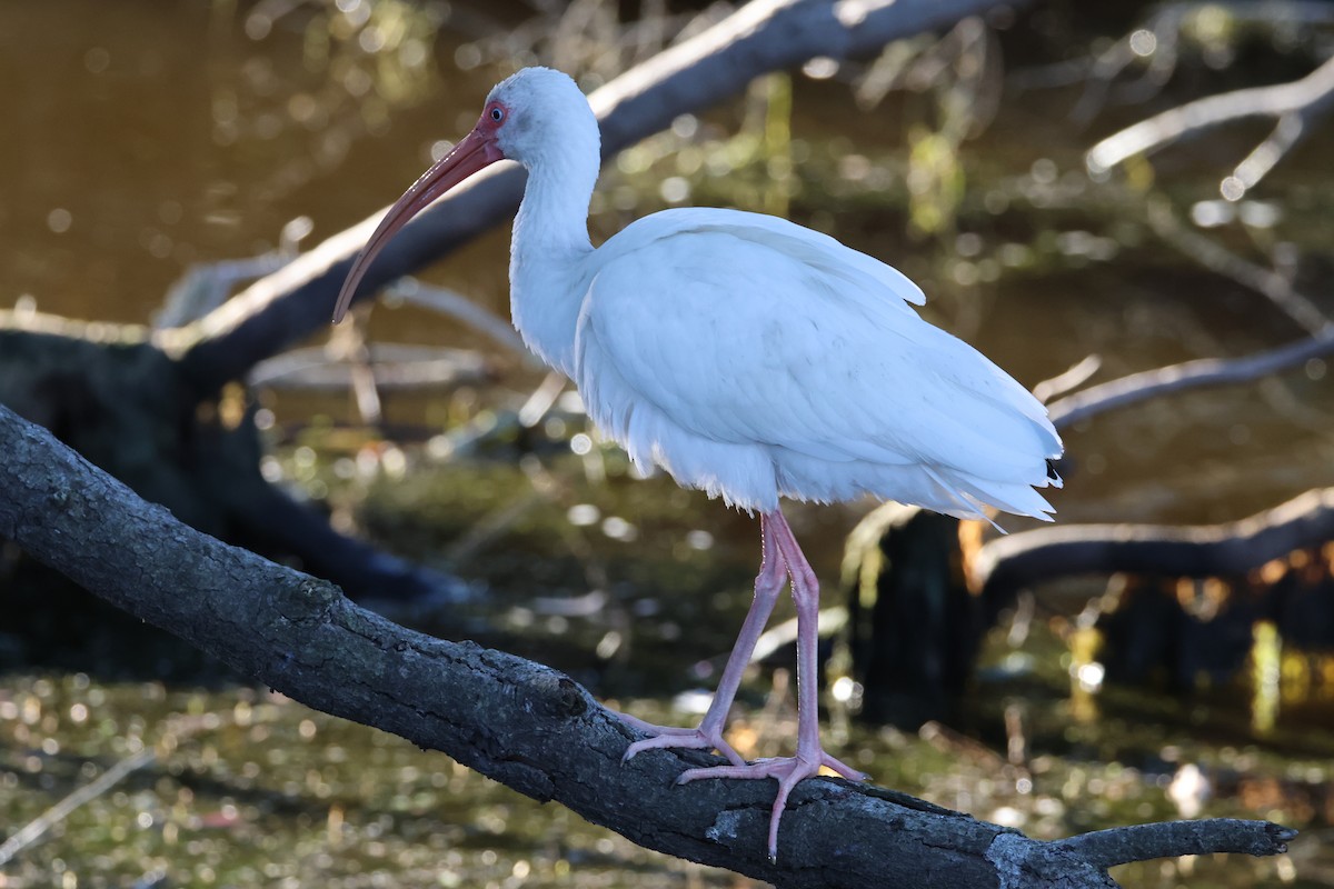 White Ibis - ML646560515