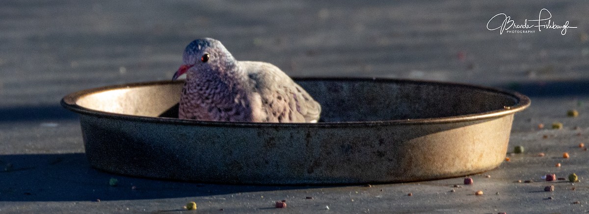Common Ground Dove - ML646560517