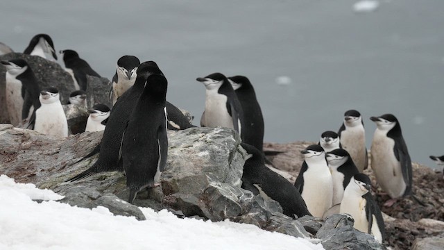 Chinstrap Penguin - ML646560520