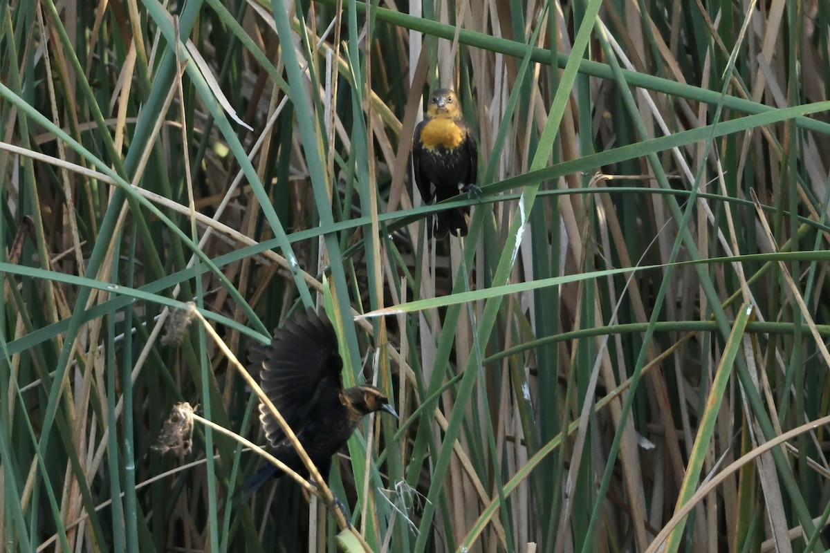 Yellow-headed Blackbird - ML646560521