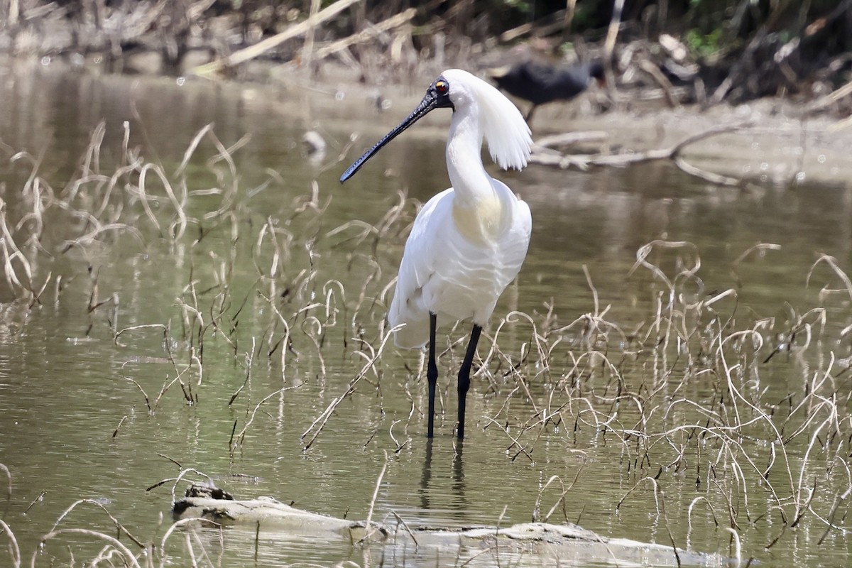 Royal Spoonbill - ML646560522