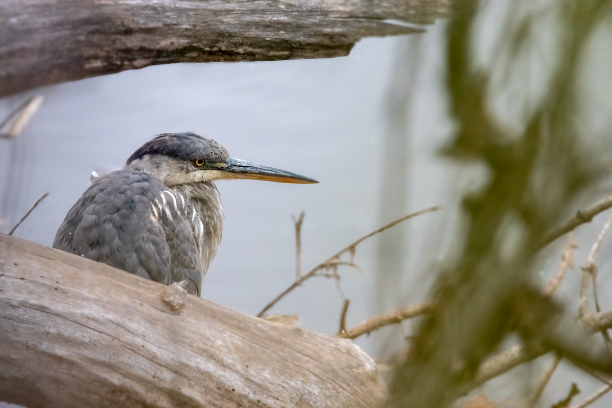 volavka velká [skupina herodias] - ML646560524