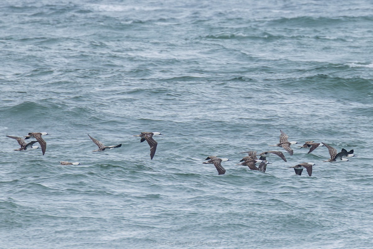 Peruvian Booby - ML646560526