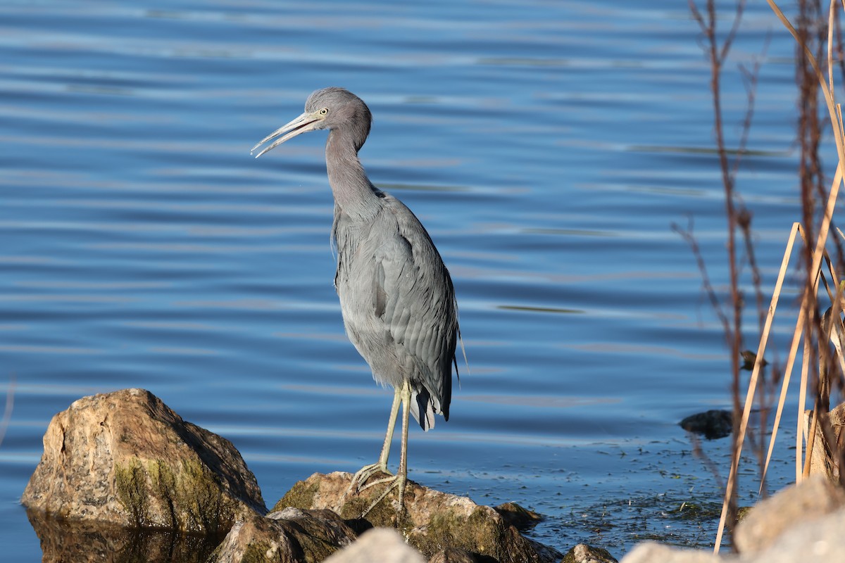 Little Blue Heron - ML646560527
