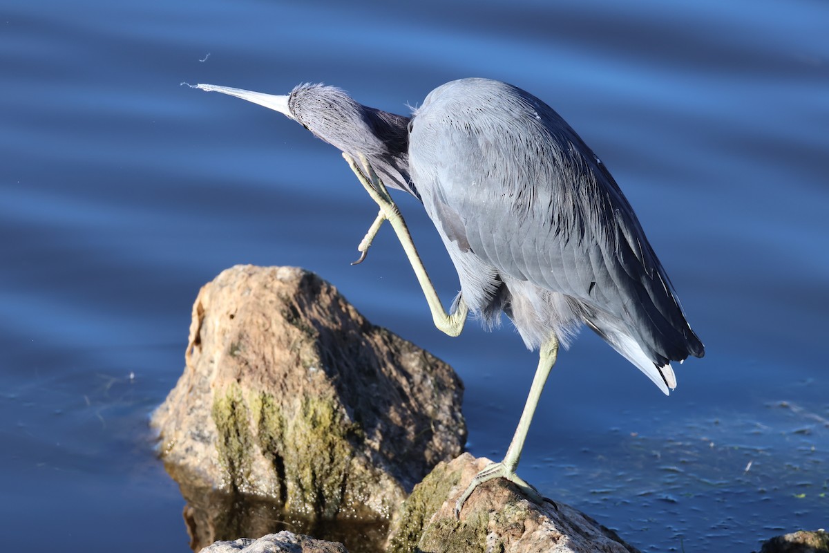 Little Blue Heron - ML646560528