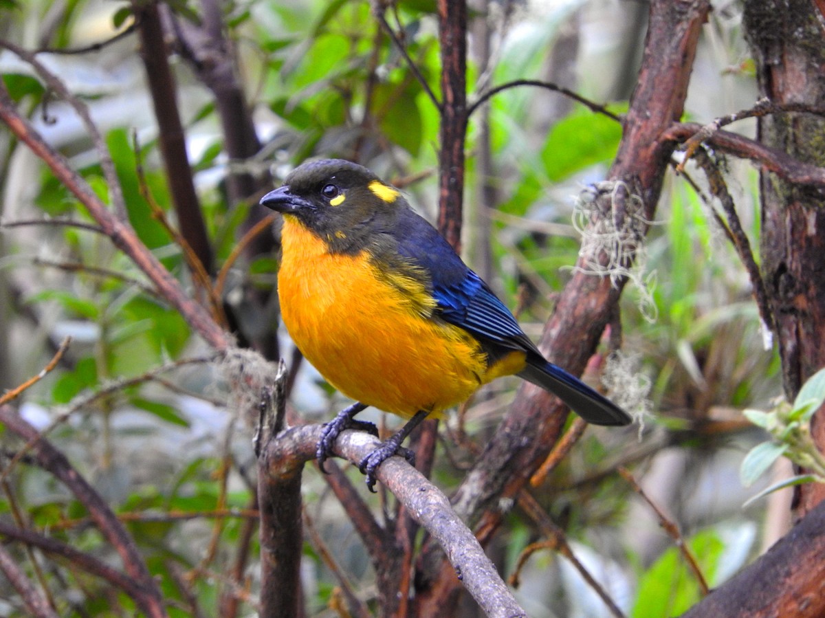 Lacrimose Mountain Tanager - ML646560529