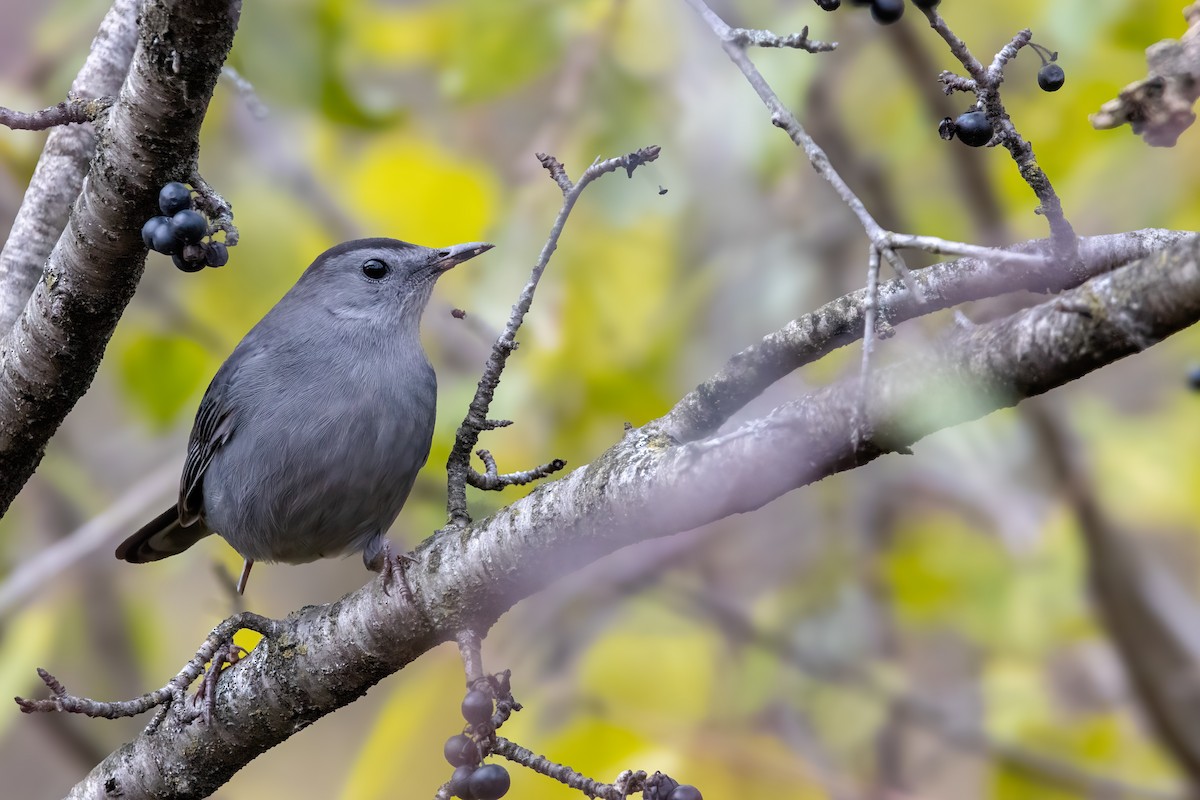 Пересмішник сірий - ML646560530