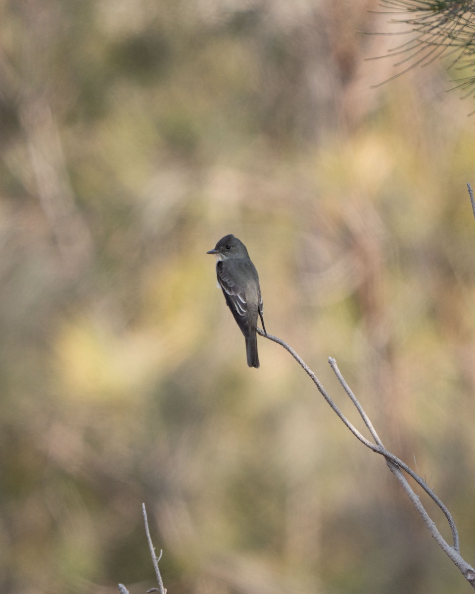 Western Wood-Pewee - ML646560534