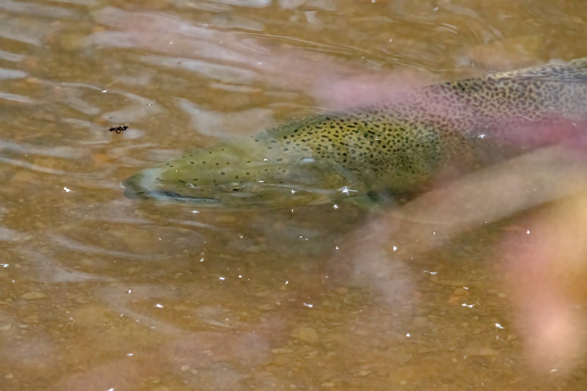 Rainbow Trout - ML646560537