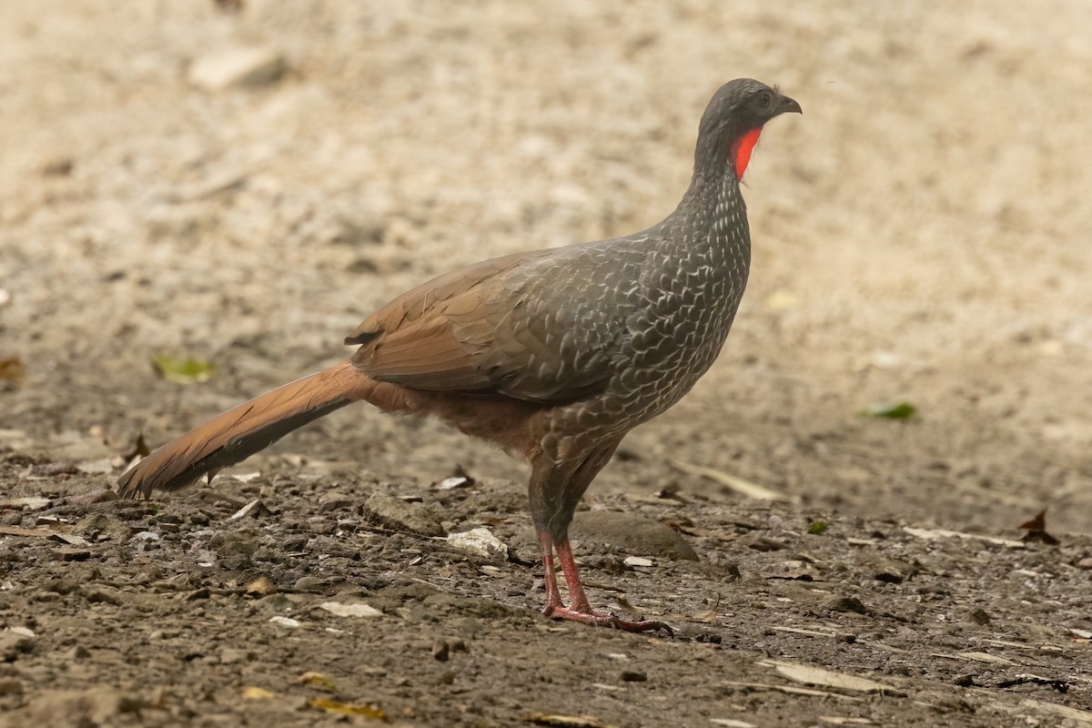 guan kolumbijský - ML646560544