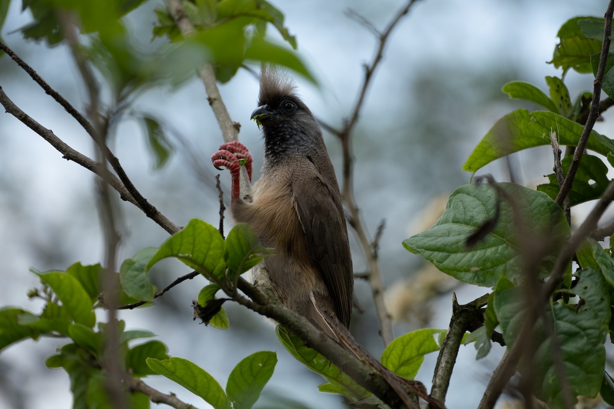 Speckled Mousebird - ML646560550