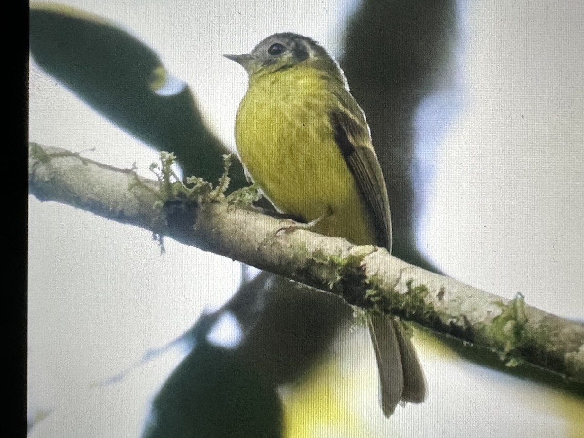 Marble-faced Bristle-Tyrant - ML646560554