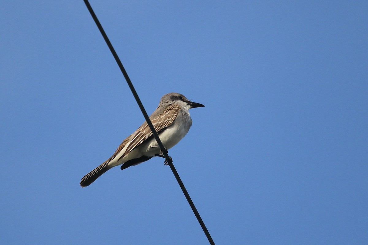 Tirano Dominicano - ML646560557