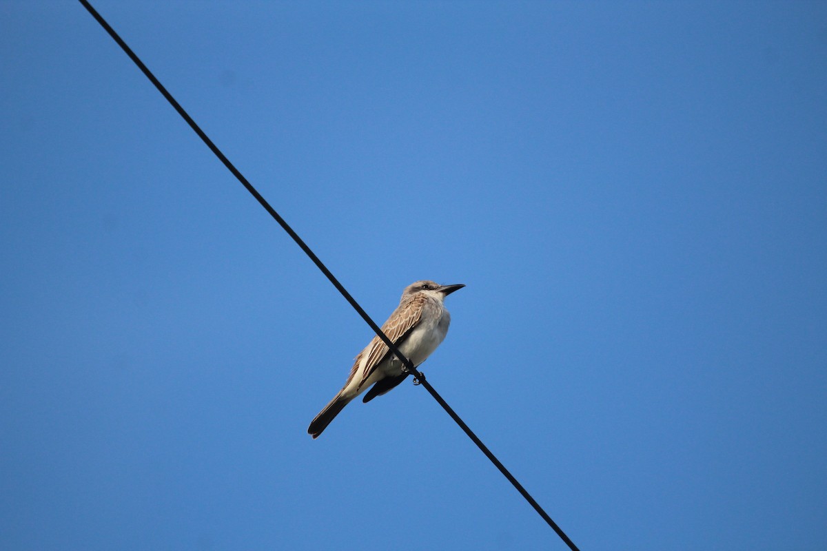 Tirano Dominicano - ML646560558