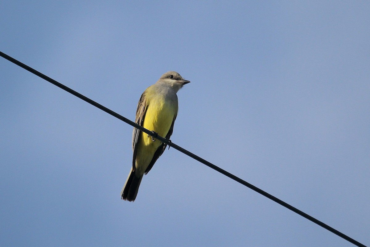 Tyran de l'Ouest - ML646560561