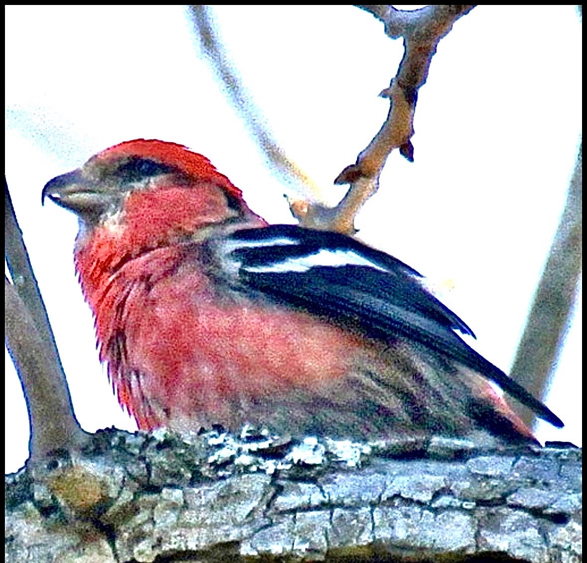 båndkorsnebb - ML646560563