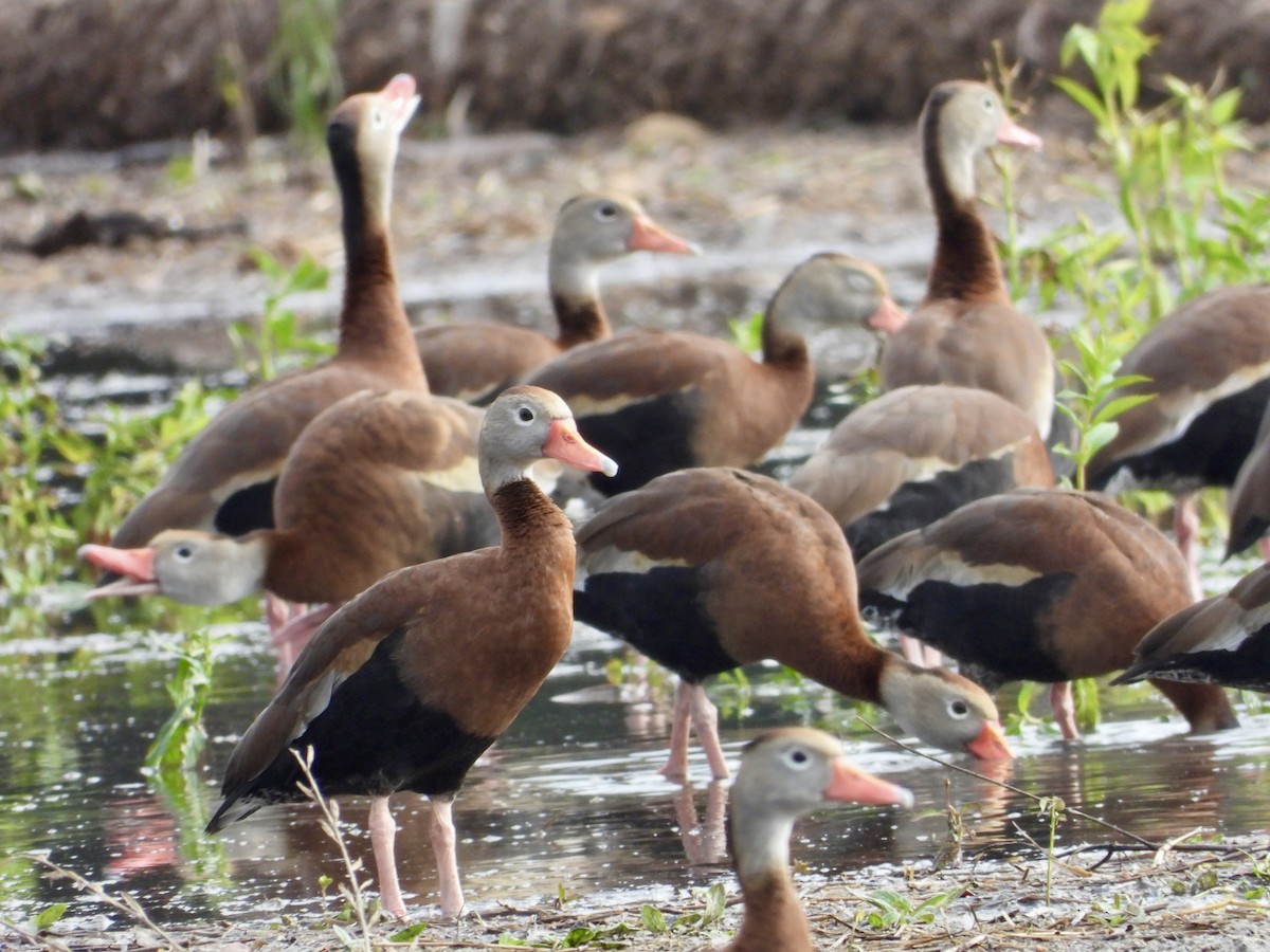 Black-bellied Whistling-Duck - ML646560565