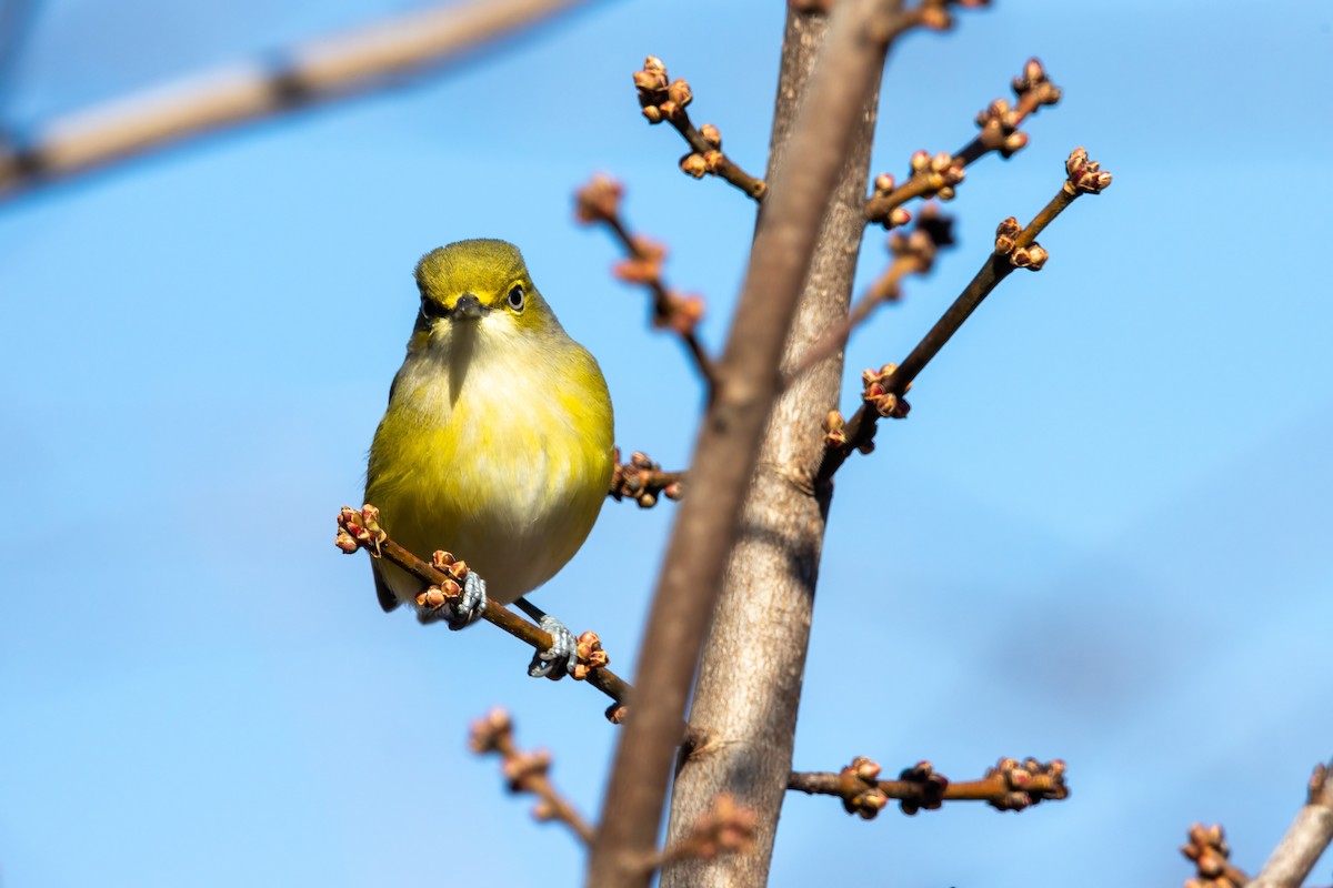 White-eyed Vireo - ML646560571