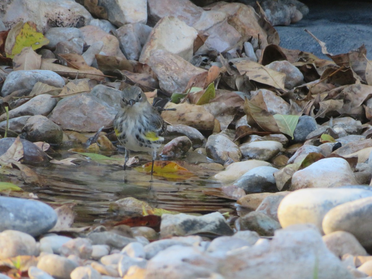 Reinita Coronada (Coronada) - ML646560574