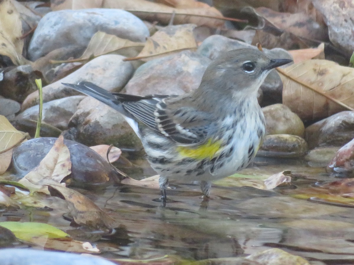 Reinita Coronada (Coronada) - ML646560575