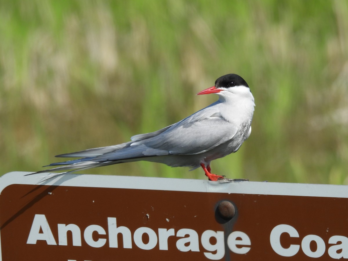 Sterne arctique - ML646560576