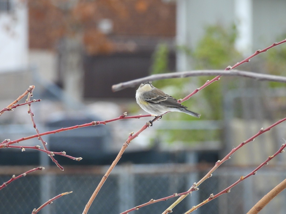 Kronenwaldsänger - ML646560577