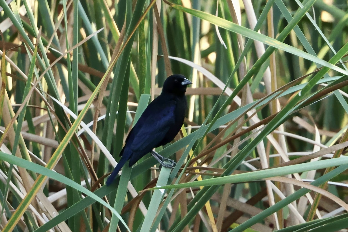 Shiny Cowbird - ML646560582