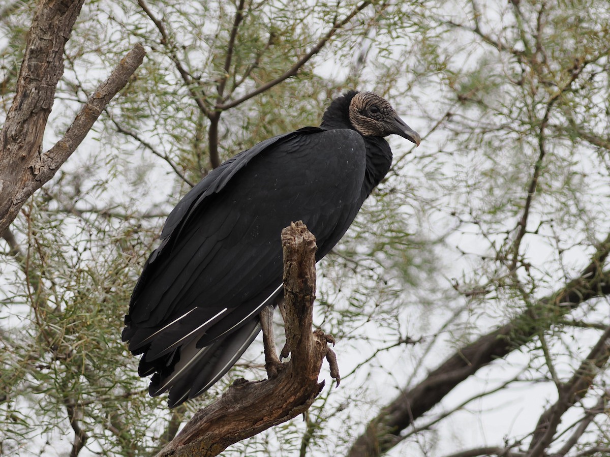 Urubu noir - ML646560583