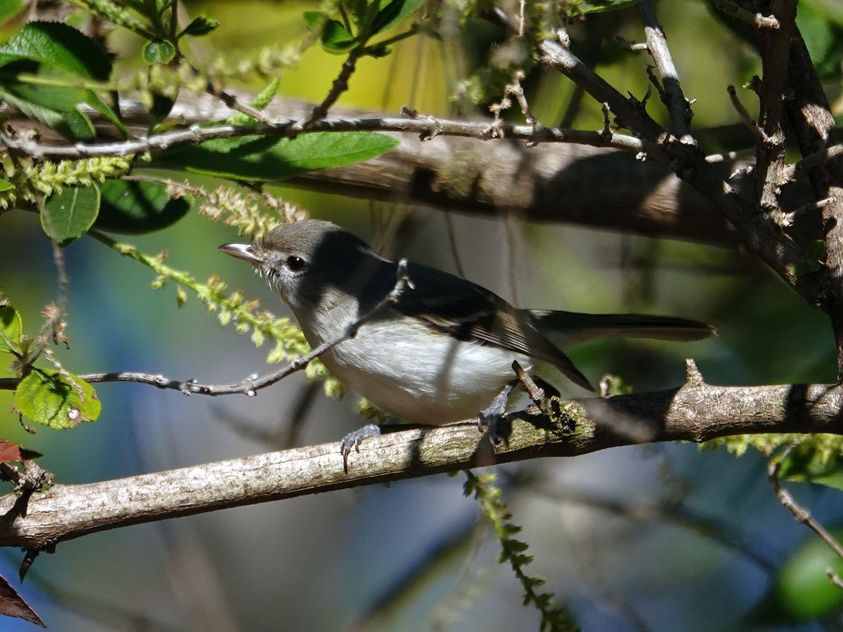 Bell's Vireo - ML646560586