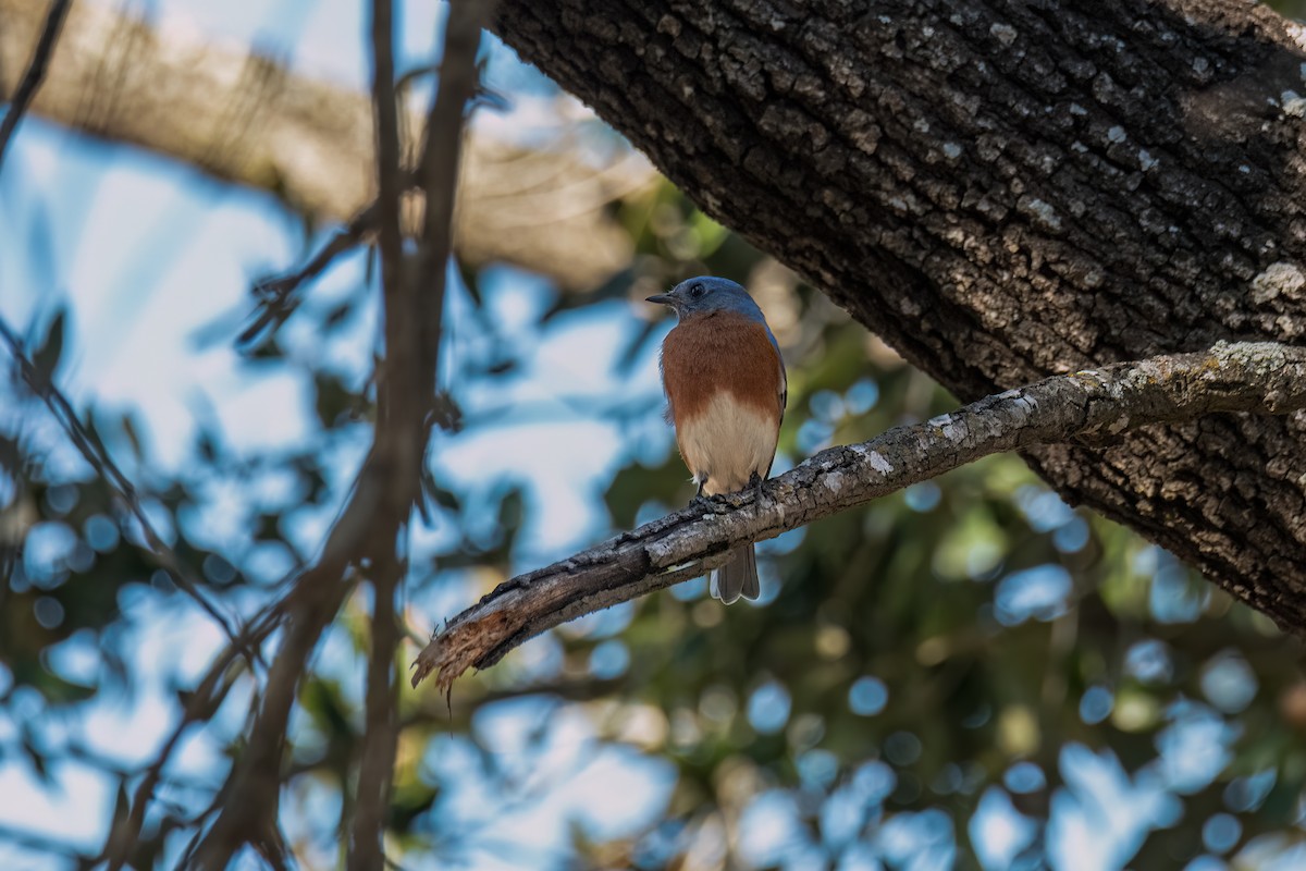 Eastern Bluebird - ML646560593