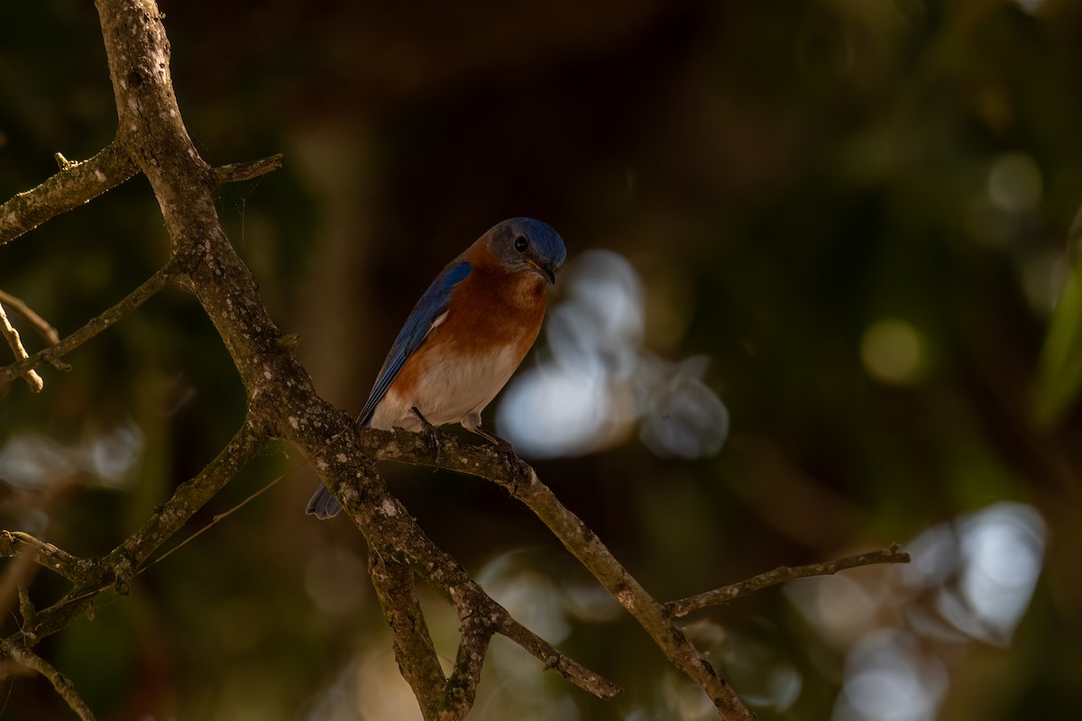 Eastern Bluebird - ML646560594