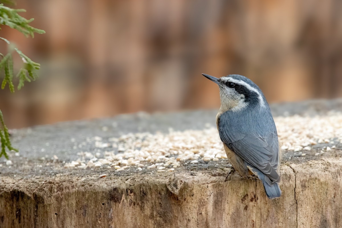 brhlík americký - ML646560596