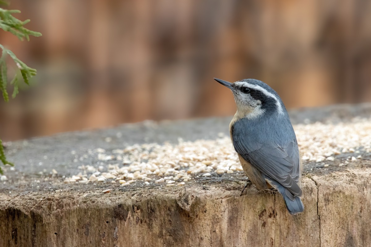 brhlík americký - ML646560597