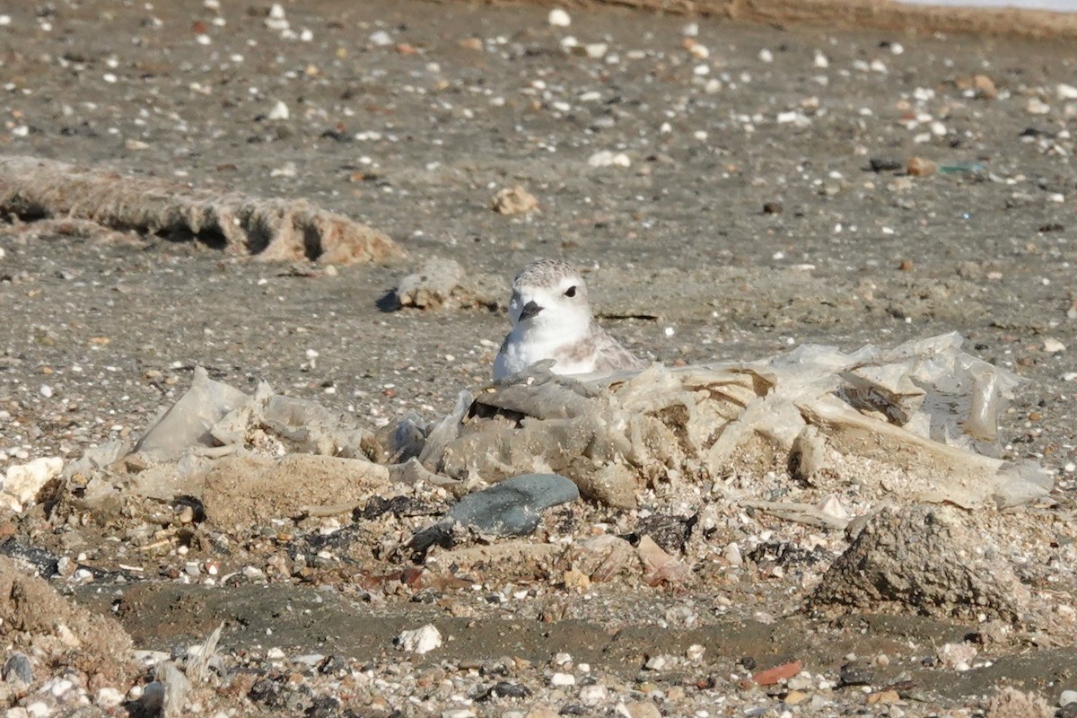 Chorlitejo Nivoso - ML646560598