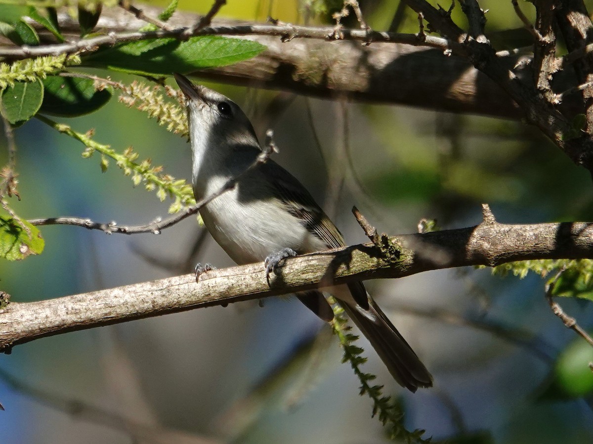 Bell's Vireo - ML646560599