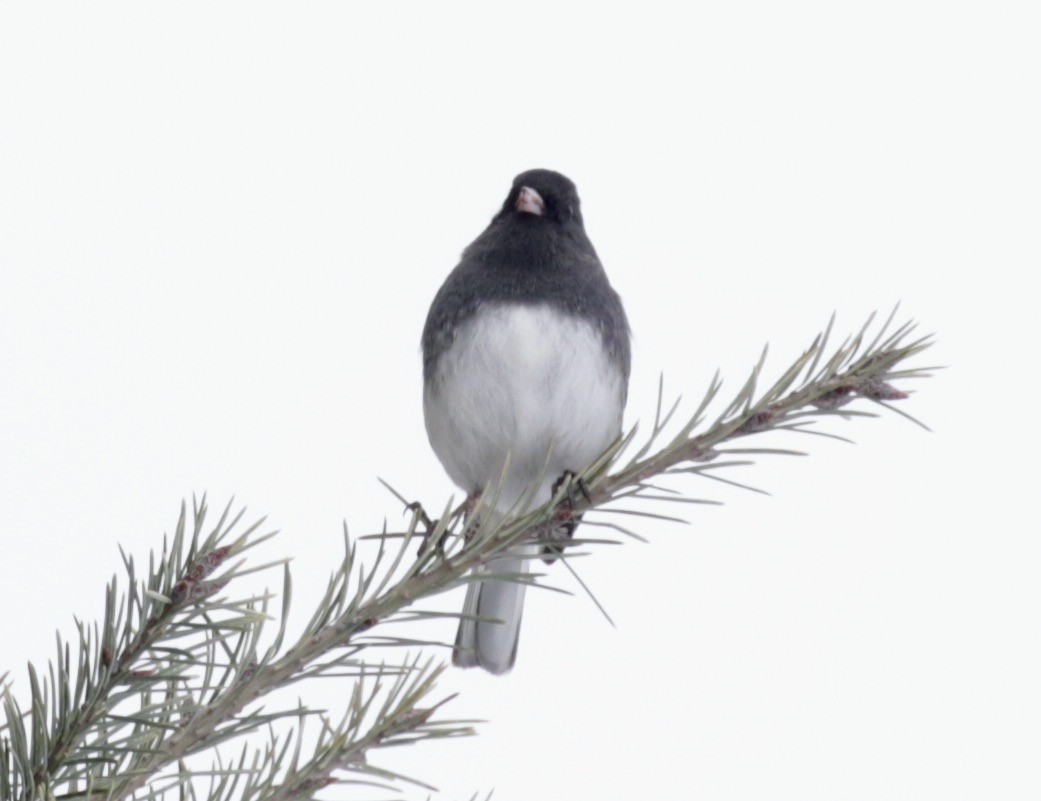 Junco ardoisé - ML646560601