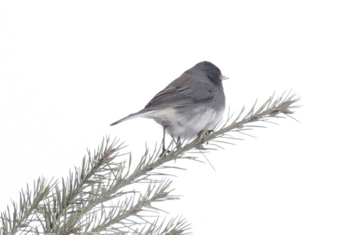 Junco ardoisé - ML646560602